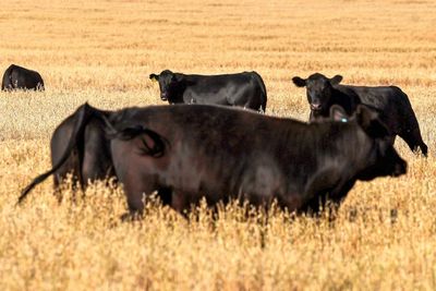 Australia Lifts Trade Barriers On US Beef