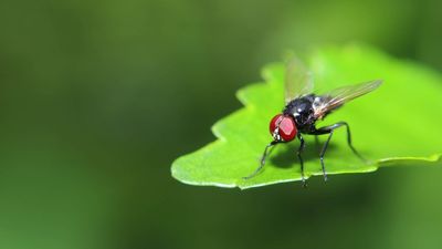 How to keep flies away from your houseplants for good — try these 7 expert tips