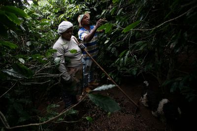 Small Brazilian coffee producers fear for the future after Trump’s 50% tariff