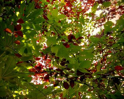 Country diary: Komorebi is a green world within a green world