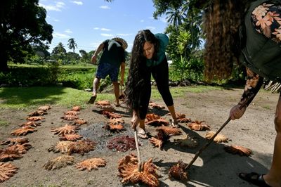 Cook Islands Wages War On 'Plague' Of Hungry Starfish