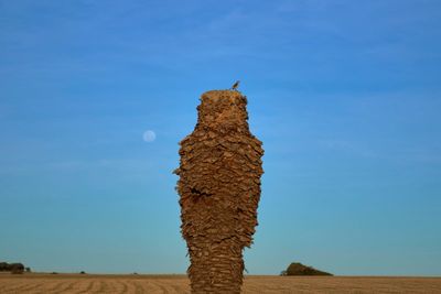 The ‘invisible pest’ that threatens to wipe out country’s beloved palm trees