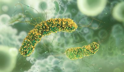 Dozens of ready meals pulled from shelves in Ireland after adult dies from listeriosis