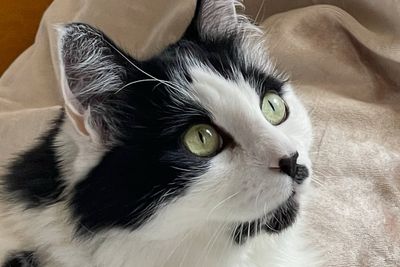 Woman wins full custody of cat after two-year legal battle with friend who didn’t return it after pet-sitting