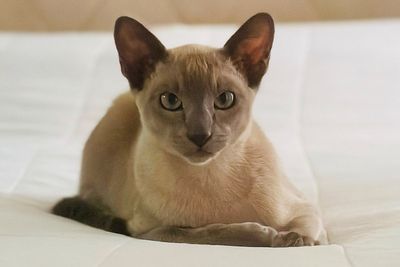Leonardo da Pinchy terrorises seaside town in ‘one-cat crimewave’