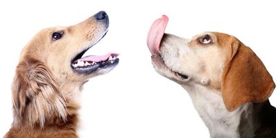 From Nasty Germs To Sepsis: 10 Terrifying Dangers Hiding In Your Dog’s Lick