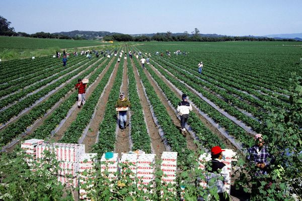 White House rescinds $20m for clean water in pesticide-contaminated rural California