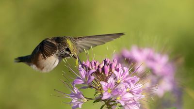 Stop deadheading these 5 perennials now – they’re essential for migrating hummingbirds during summer and fall