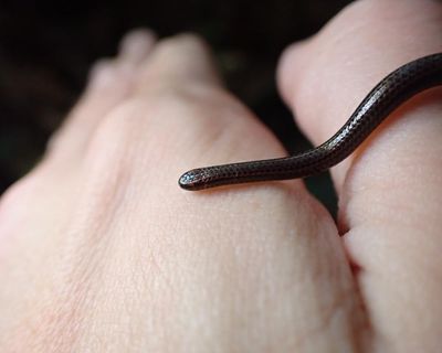 World’s smallest snake rediscovered in Barbados 20 years after last sighting