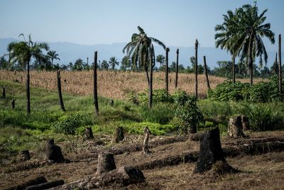 MPs urge ministers to introduce long-awaited rules on supply chain deforestation