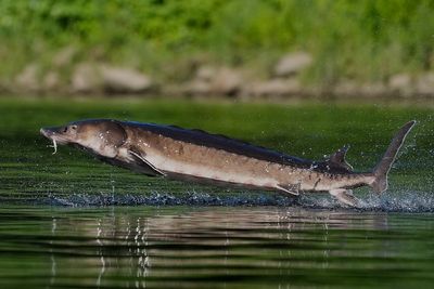 Leaping sturgeon provide a show for nature lovers on Maine rivers