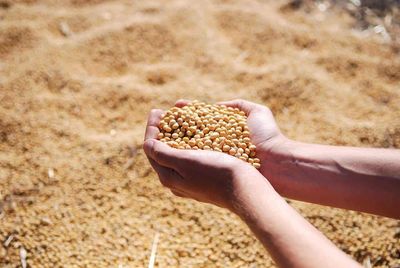 Soybeans Easing at Midday
