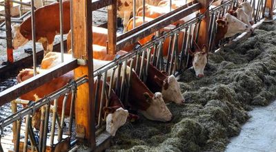 Cattle Falling on Thursday as Traders Square Up Ahead of USDA Reports on Friday