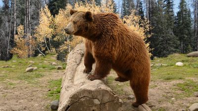 Rescuers use drones to search for Alaska hiker who "couldn't walk" after grizzly bear attack on popular trail