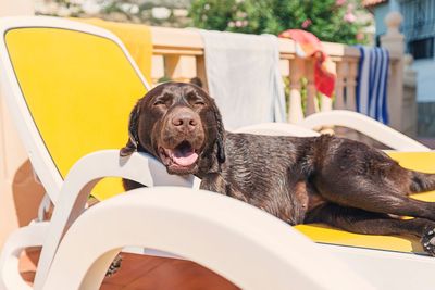 Spot Heat Exhaustion in Your Pet Before It Costs Them — and You