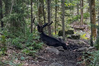 A bull moose is blocking a New York mountain trail. Wildlife researchers don't know why