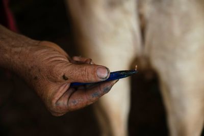 Ranchers in southern Mexico are struggling against a flesh-eating parasite infecting livestock