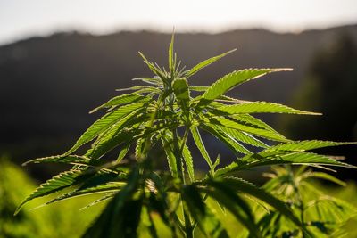 Inside the Vault of Extract Cellar: A Mission to Advance the Art of Hemp Concentrates