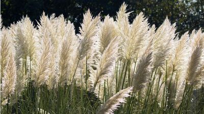 When to plant pampas grass – experts share how to grow this ornamental grass with fabulous plumes
