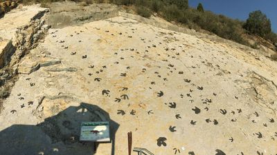 T. rex relatives 'moonwalked' to attract mates, newfound dinosaur ‘mating arena' suggests