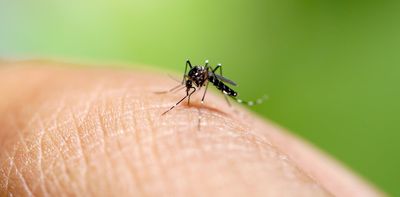 What is chikungunya virus, and should we be worried about it in Australia?