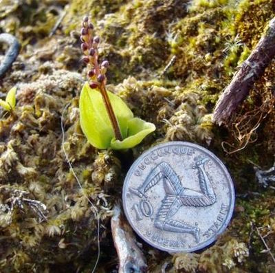 Country diary: A remarkable story of a remarkable plant
