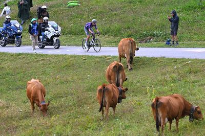 Cow contagion forces Tour de France organisers to re-route stage 19, shortening to 95km