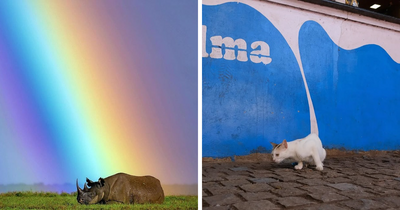 This Instagram Page Collects Hilarious And Wholesome Animal Photos, Here Are 40 Of The Best Ones