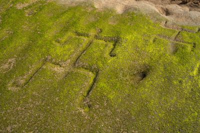Mystery over 500-year-old petroglyphs that have washed up on a beach