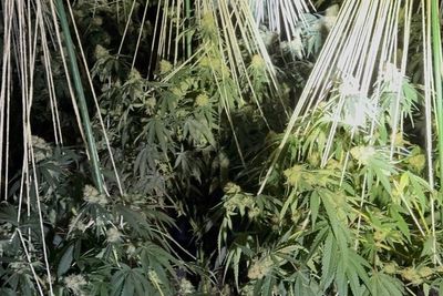 Watch: £1m cannabis factory found hidden in town’s old Woolworths store