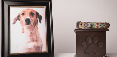 The 3 worst things you can say after a pet dies, and what to say instead