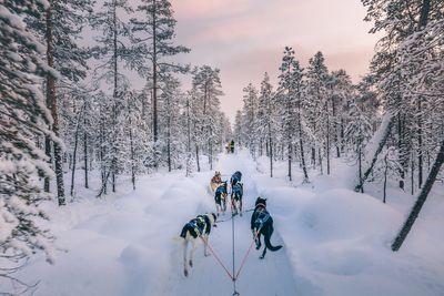Tui launch ‘Search for Santa’ day trip to Lapland amid concerns over impact on climate