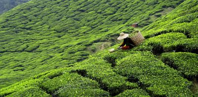 Unlocking nature’s toolkit: how plant compounds may support cancer therapy