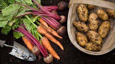I used to get the ick when I opened my fridge crisper drawer – but not since learning these tips on how to store carrots properly