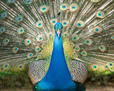 Down in the dumps? These ones spark joy with order and peacocks