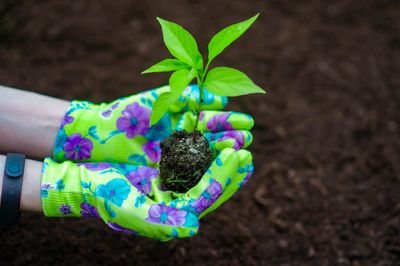 From Paper Towel to Potting Soil: The Ideal Time to Transplant Your Seedlings