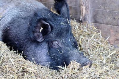 Hog Bulls Backing Off at Midday