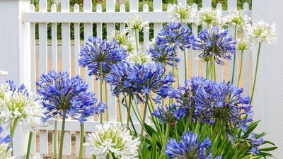 Agapanthus put on the best display when routinely fed in spring and summer – discover exactly when to fertilize and the best products to use