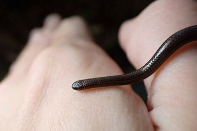 World's Smallest Snake Makes Big Comeback
