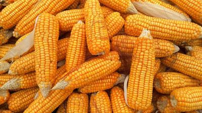 Corn Heads Lower into the Weekend