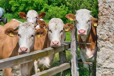 Cattle Closes with Gains, as Cattle on Feed Shows Fewer Placements