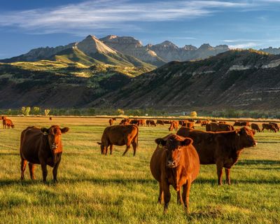 Are Australians about to see US beef on supermarket shelves? And why is Donald Trump celebrating?