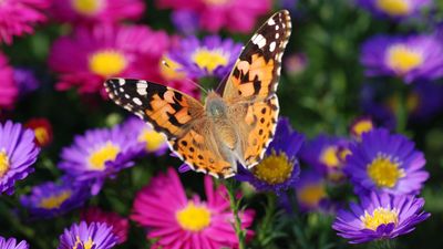 Fruit salads for butterflies is the sweetest trend I've spotted this summer – it takes just minutes to create, costs nothing, and keeps these busy pollinators hydrated in extreme heat