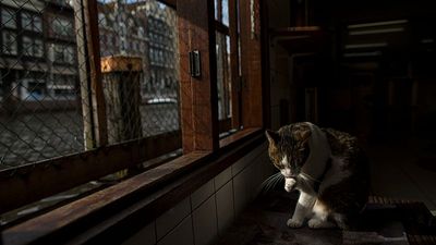 Amsterdam is installing hundreds of tiny staircases along its canals to keep wildlife safe
