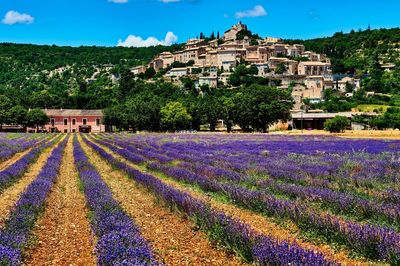 Jodie Kidd's guide to Provence: vineyards, hilltop villages and Michelin restaurants