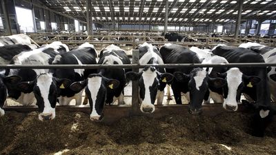 New report details one of the biggest raw milk-related outbreaks in recent US history