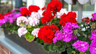 I swear by this one garden plant that loves the heat, and I plant it year after year