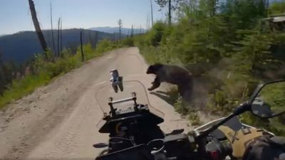 Watch as a Motorcyclist Hits a Bear, Surprisingly Doesn't Get Eaten Alive