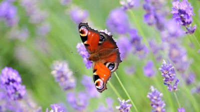 How to attract butterflies to your garden – expert tips on planting picks and other ways to welcome these winged wonders