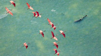 Mangrove Photographer of the Year captures what could be the last of the Everglades' iconic birds